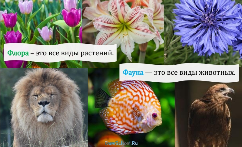 лев самец, цветы, птица, рыба яркая